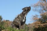 CANE CORSO 970